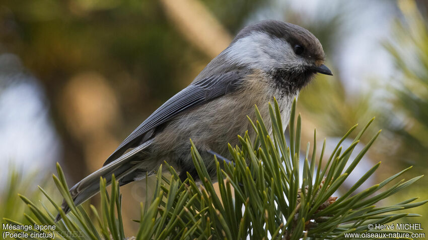 Mésange lapone