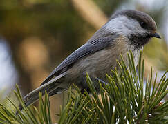 Grey-headed Chickadee