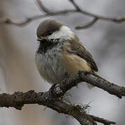 Grey-headed Chickadee