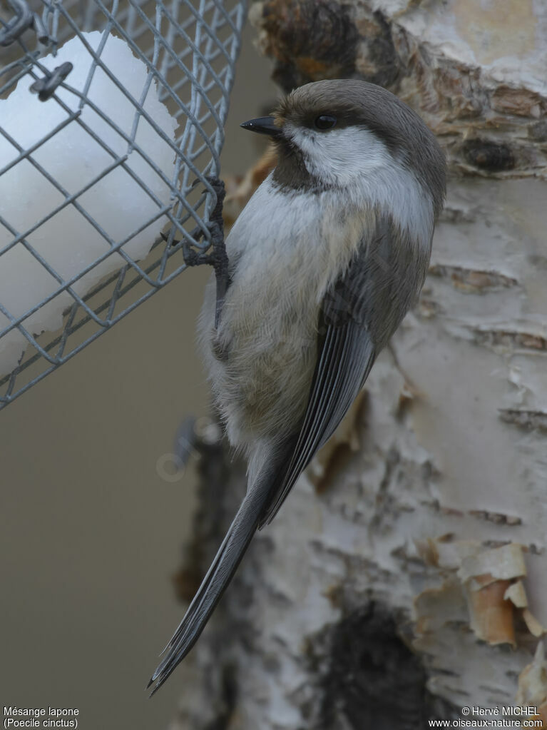 Mésange lapone