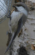 Grey-headed Chickadee