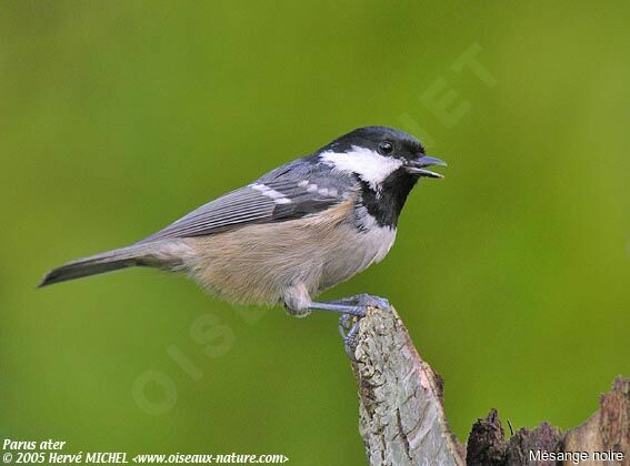 Coal Tit