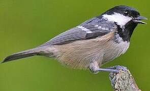 Coal Tit