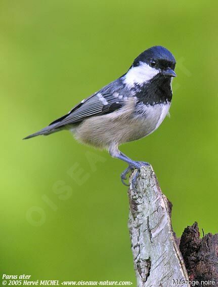 Coal Tit