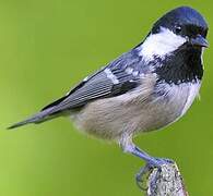 Coal Tit