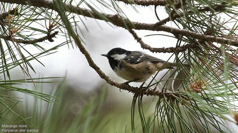 Mésange noire, identification