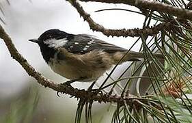 Coal Tit