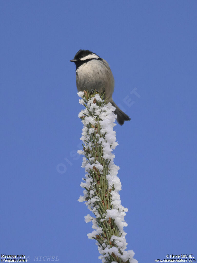 Mésange noire