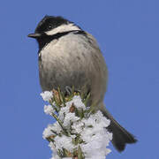 Coal Tit