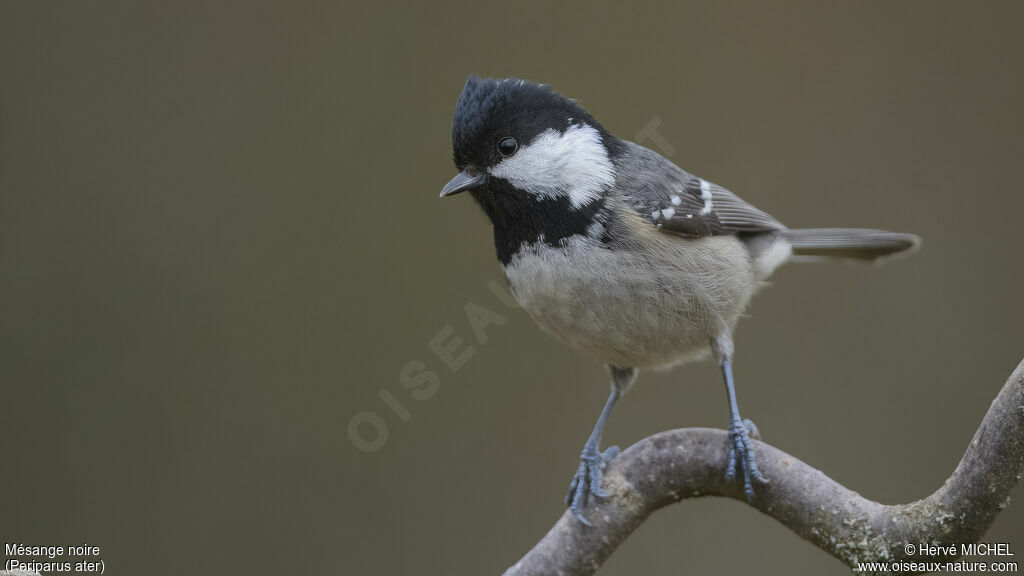 Coal Tit