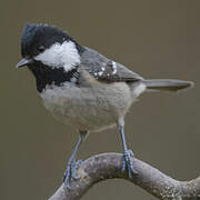 Coal Tit