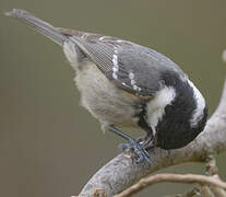 Coal Tit