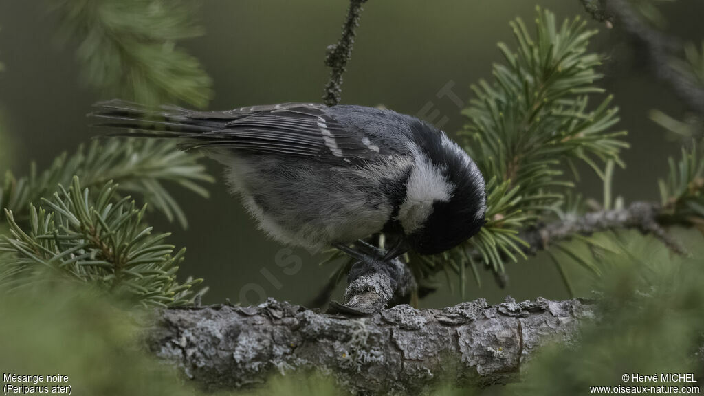 Mésange noire