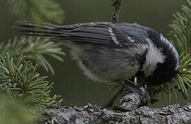 Coal Tit