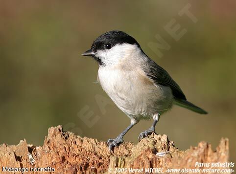 Marsh Tit