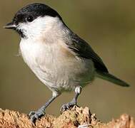 Marsh Tit