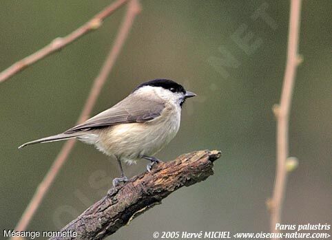 Mésange nonnette