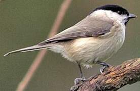 Marsh Tit