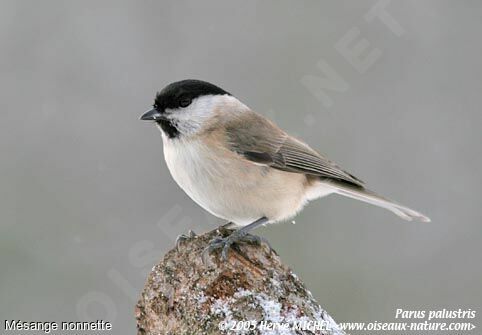 Marsh Tit