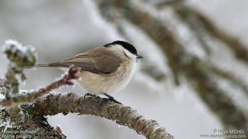 Mésange nonnette, identification