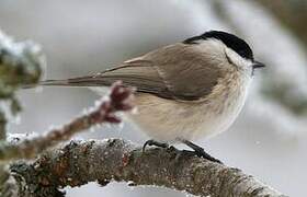 Marsh Tit