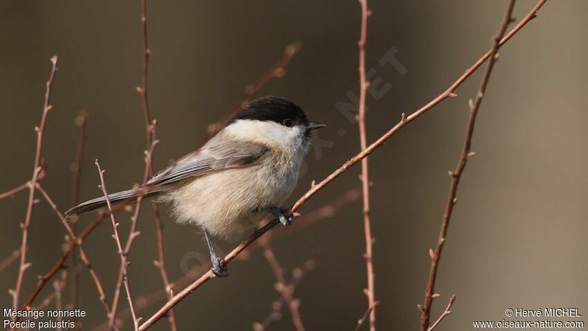 Mésange nonnette, identification