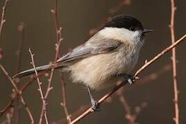 Marsh Tit