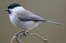 Marsh Tit