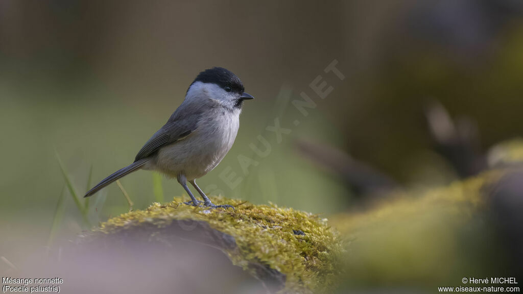 Mésange nonnette