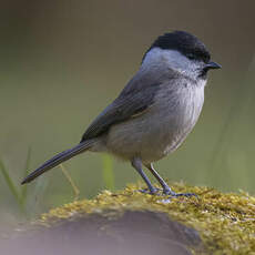 Mésange nonnette