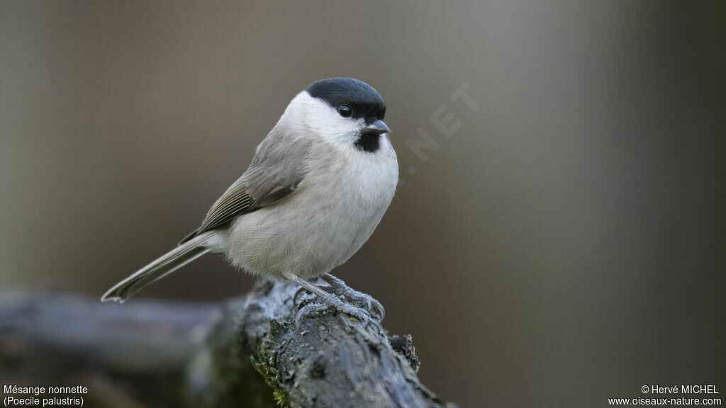 Mésange nonnette