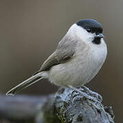 Marsh Tit