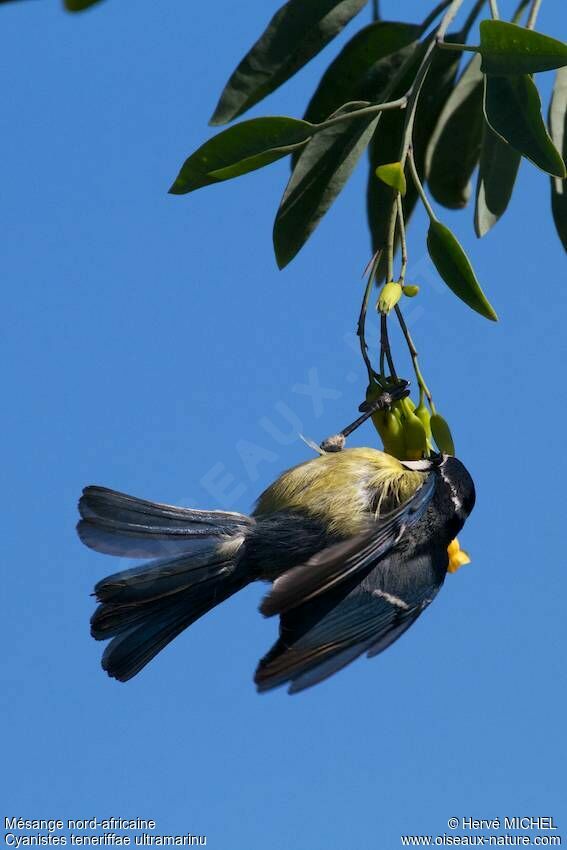 African Blue Tit