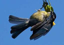 African Blue Tit