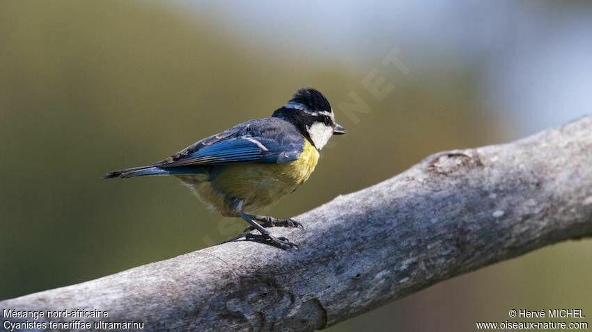 Mésange nord-africaine