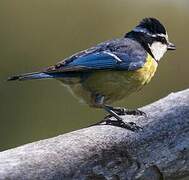 African Blue Tit