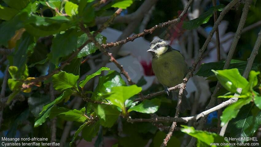 African Blue Tit