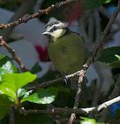 African Blue Tit