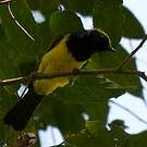 Mésange sultane