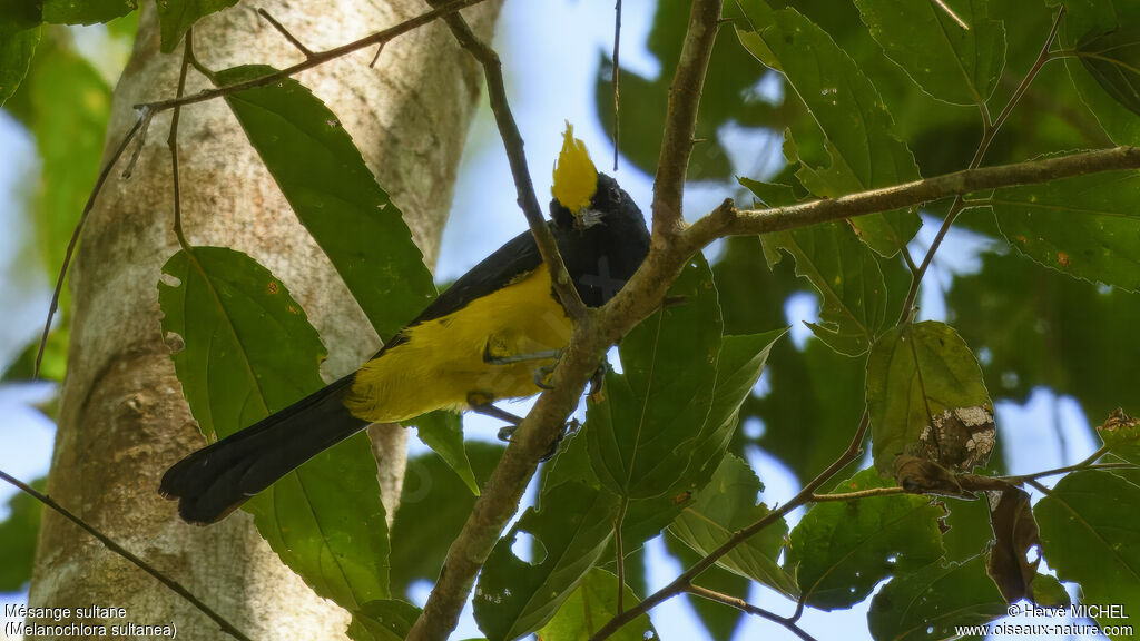 Mésange sultane