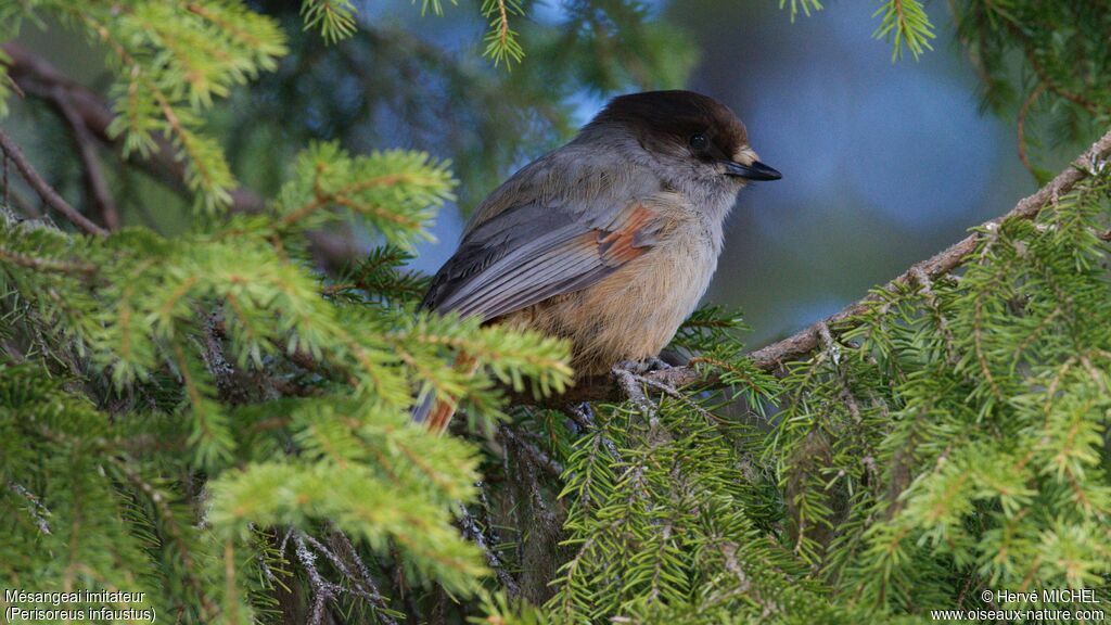 Siberian Jayadult