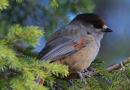 Siberian Jay