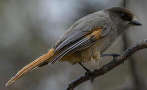 Siberian Jay