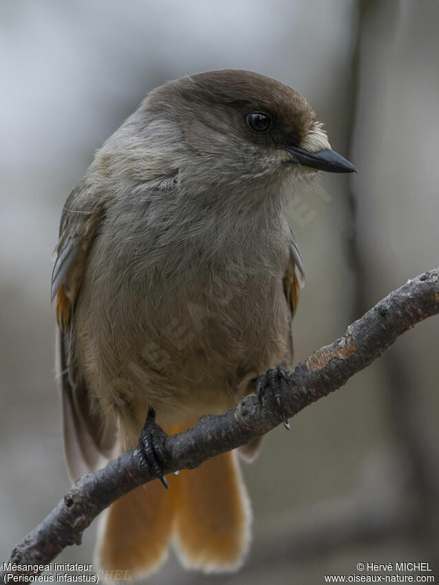 Siberian Jay