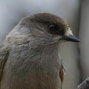 Siberian Jay