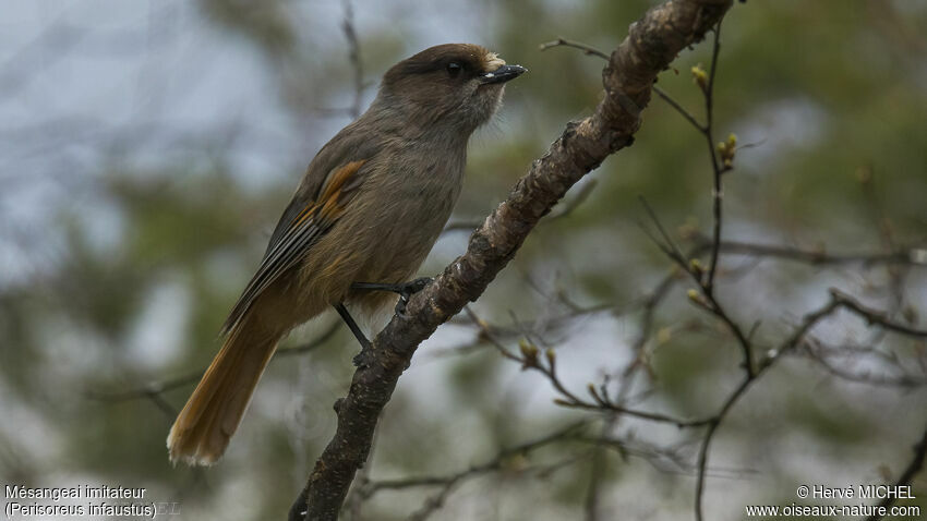 Siberian Jay