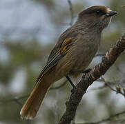 Siberian Jay