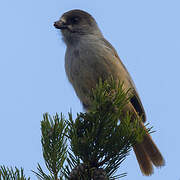 Siberian Jay