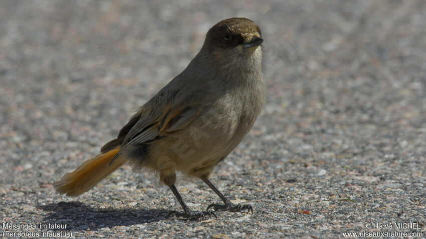 Siberian Jay