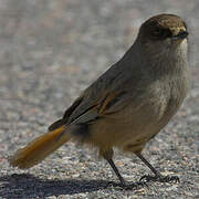 Siberian Jay